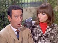 Click to watch 'Spy, Spy, Birdie' (popup) Get Smart